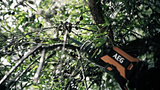 VIDEO AEG 18V Brushless Pruning Saw (A18PS1) - FINAL.mp4.mp4